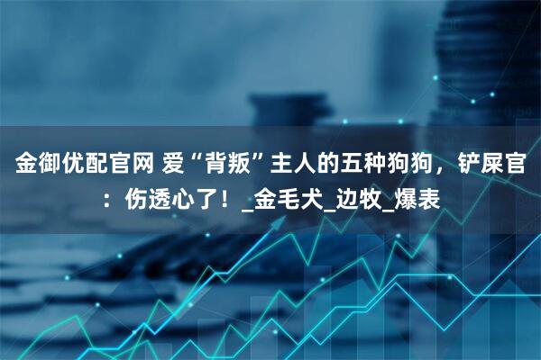 金御优配官网 爱“背叛”主人的五种狗狗，铲屎官：伤透心了！_金毛犬_边牧_爆表